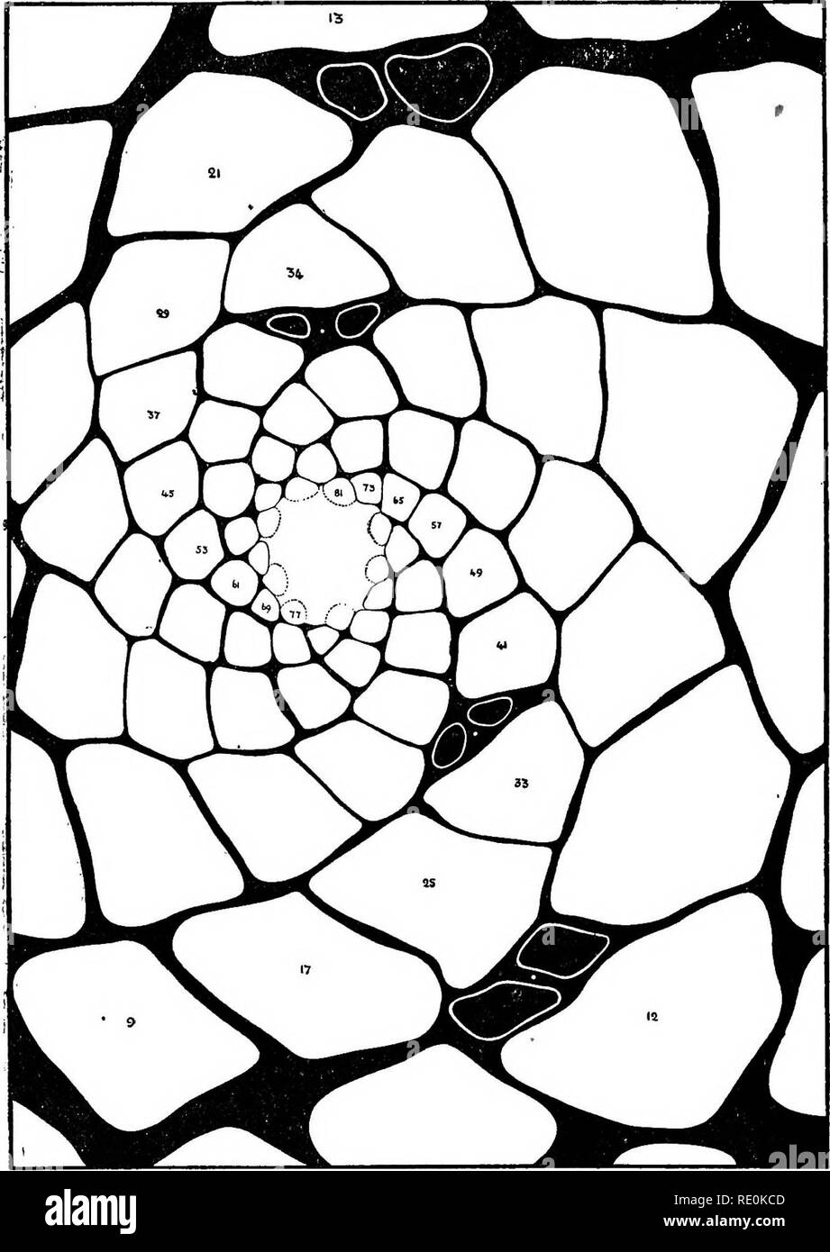 . On the relation of phyllotaxis to mechanical laws. Phyllotaxis; Leaves. 100 RELATION OP PHYLLOTAXIS TO MECHANICAL LAWS.. Fig. 40.—Araucaria excelsa, E. Br. Transverse section of the growing point of a lateral branch, system (8 +13), camera lucida drawing. The origin of branches of the next degree follows definite lines ; the first leaves of these ajses are repre- sented in outline only.. Please note that these images are extracted from scanned page images that may have been digitally enhanced for readability - coloration and appearance of these illustrations may not perfectly resemble the or Stock Photo