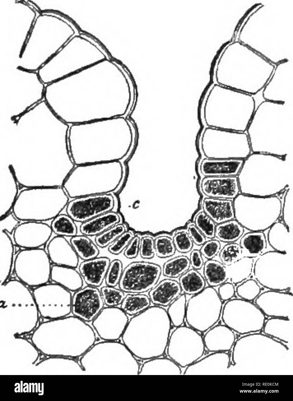 . Elementary plant physiology. Plant physiology. to8 Elementary Plant