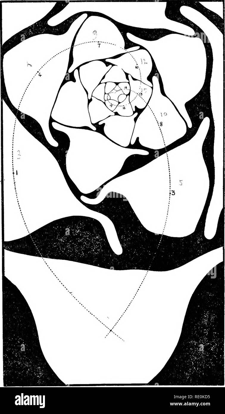 . On the relation of phyllotaxis to mechanical laws. Phyllotaxis; Leaves. ASYMMETRICAL AND SYMMETRICAL PHYLLOTAXIS. 81. Fig. 36.—Verbascum Thapsus, L. Transverse section of the apex of a perennating shoot: system(3 + 5). Theourvedrawnthroughempiricalcentralpointsoftheleaf sections approximates the true curve of unifonn growth very closely (cam. lucid.. Please note that these images are extracted from scanned page images that may have been digitally enhanced for readability - coloration and appearance of these illustrations may not perfectly resemble the original work.. Church, A. H. (Arthur Ha Stock Photo