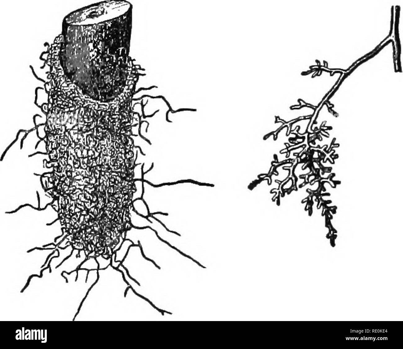 . Elementary plant physiology. Plant physiology. Fig. 68.—Cuscuta attached to stem and leaves of an aster. After Johnson. converted into starch in leaves in which the stomata are closed ? gg. Nutritive relations of a parasite.—Secure some living specimens of Cuscuta, or dodder, to he found as yellow cord-like stems, at- tached to Impatiens and other plants on the margins of swamps and in meadows in late summer. Examine fresh material, and place remainder in formalin or alcohol. Note manner in which the dodder is attached to the host plant. Cut thin sections through the organs of attachment and Stock Photo