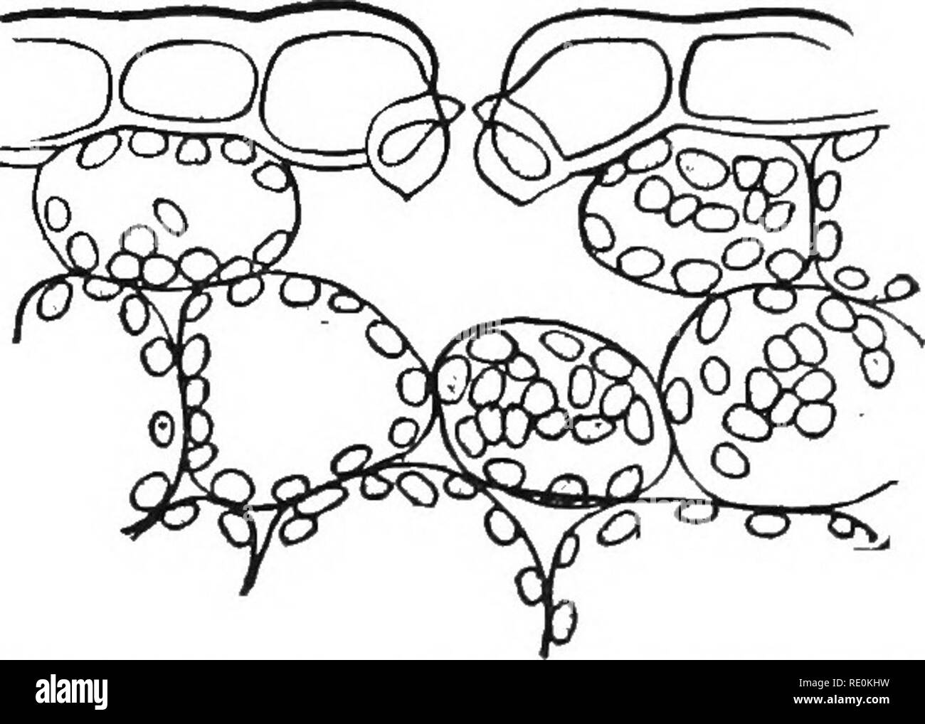 Cross section view plant roots Black and White Stock Photos & Images ...