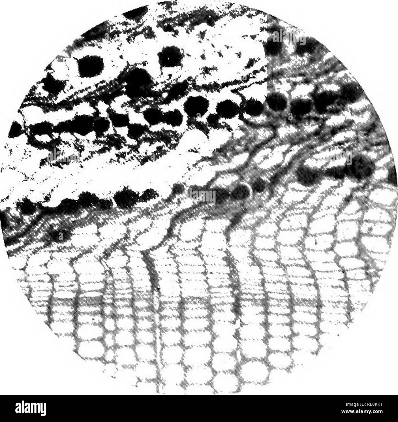 Philip brown Black and White Stock Photos & Images Alamy