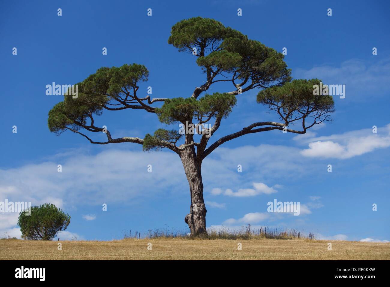 Beautiful tree framed against blue sky and white clouds Stock Photo - Alamy
