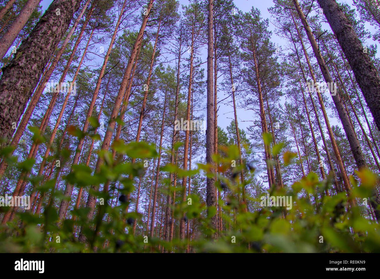 Blueberry plants in a temperate coniferous forest of pine trees on the