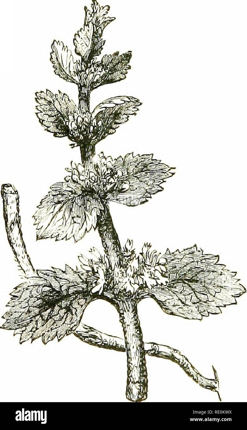 Labiate Inflorescence . Flowers of the field. Botany. 392 LABIATE, with 5 equal teeth ...