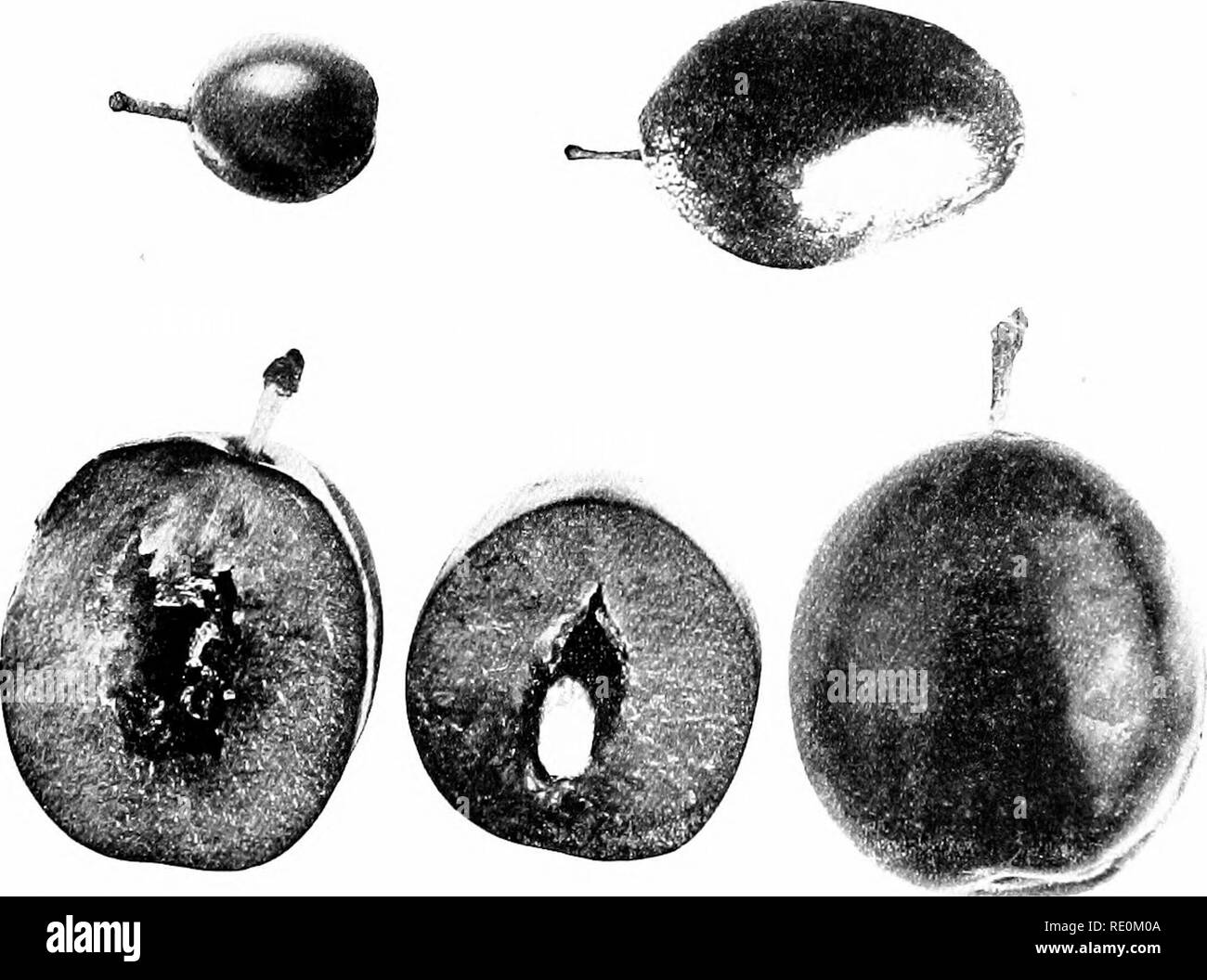 . Experiments with plants. Botany. 416 EXPEBJMENTS WITS PLANlti or less well-developed seed. Some of the seeds are normal in size and shape, others more or less de- formed and abortive, while in a certain percentage seed and stone are both absent. Fiu-. 236 shows,. 236. The Stoneless Plum, lowet row; and parents, upper row. At the right in the lower row the Stoneless Plum, external appearance: in the middle the fruit cut open showing a normal seed with a cavity where the stone would ordinarily he; at the left, another fruit containing neither stone nor seed, the latter being represented by a s Stock Photo