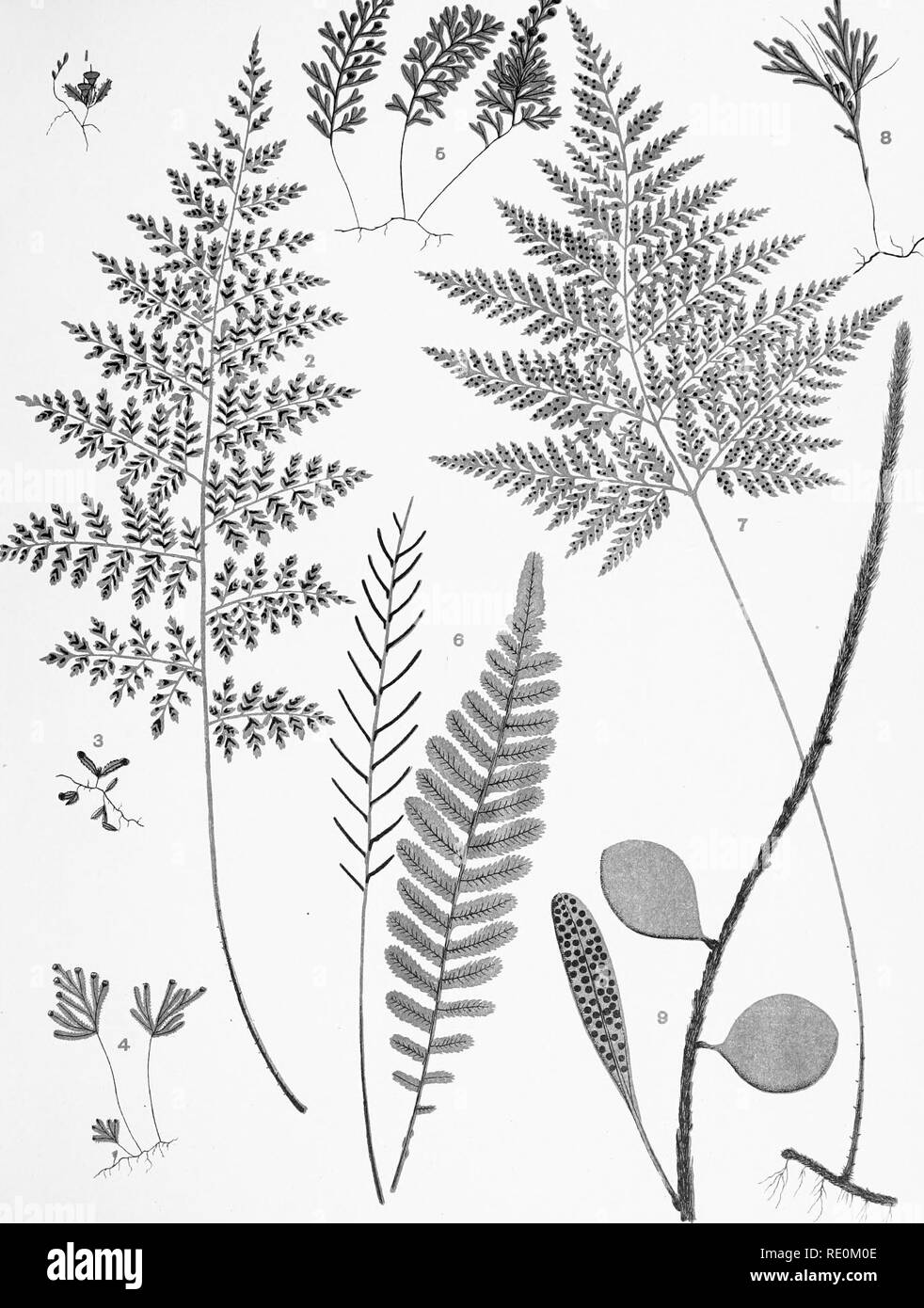 . The ferns of New Zealand and its immediate dependencies, with directions for their collection and cultivation. Ferns. PLATE Y. NATURAL SIZE. 6. Lomarla membranacea 7. Mephrodiani decomposltum 8. Trlchomanes humlle 9. Polypodlum serpens. Please note that these images are extracted from scanned page images that may have been digitally enhanced for readability - coloration and appearance of these illustrations may not perfectly resemble the original work.. Field, Henry Claylands, 1825-1911. London, Griffith, Farren, Okeden, and Welsh Stock Photo