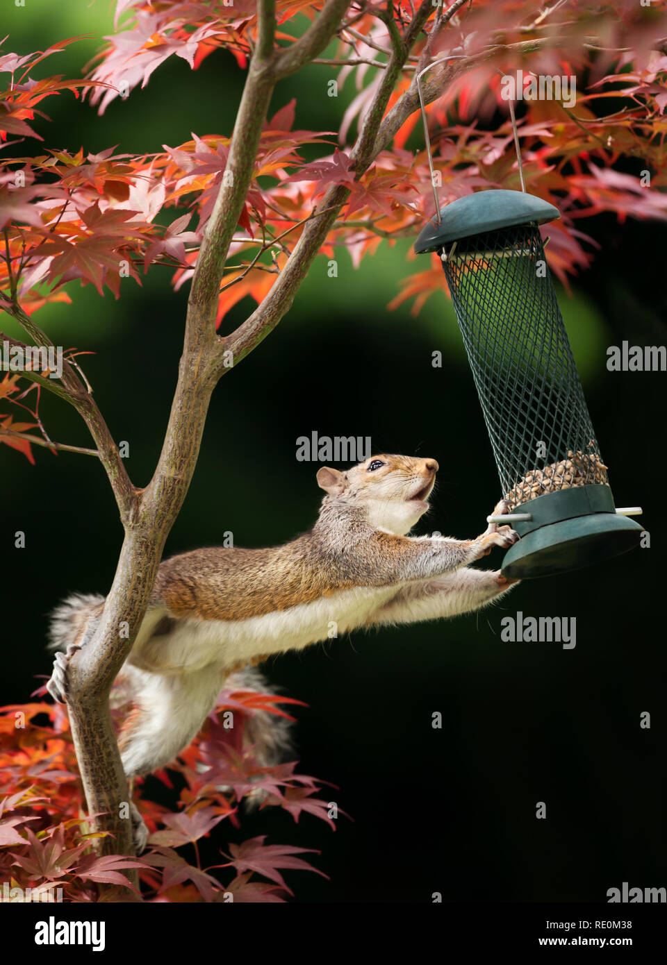 Closeup of a Grey Squirrel eating from a bird feeder on a colorful