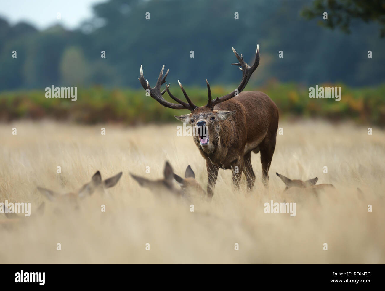 Red Deer stag bellowing while standing in the field among a group of hinds during rutting season, UK. Stock Photo