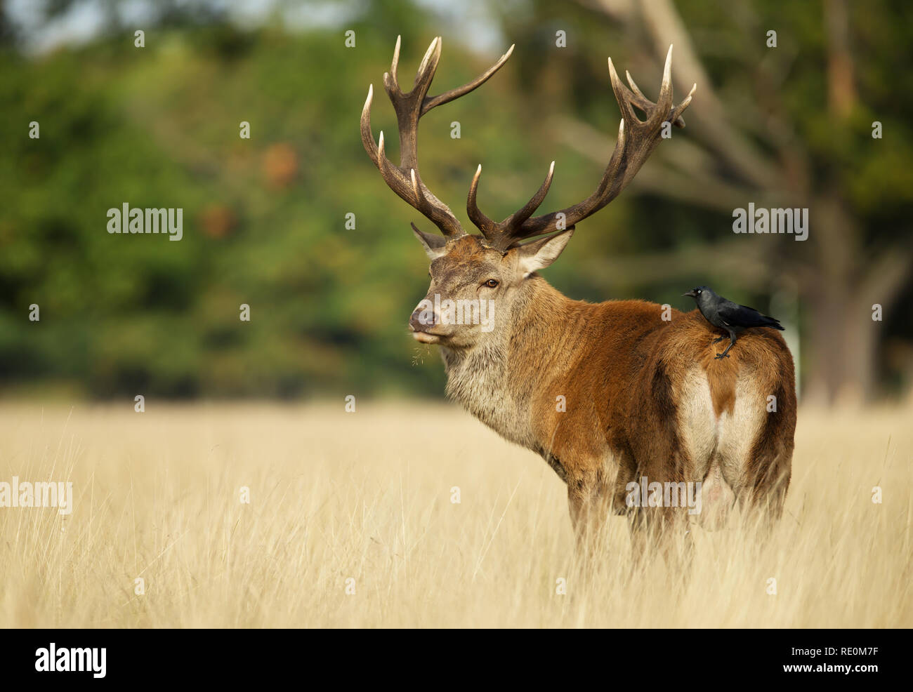 Jackdaw on deer hi-res stock photography and images - Alamy
