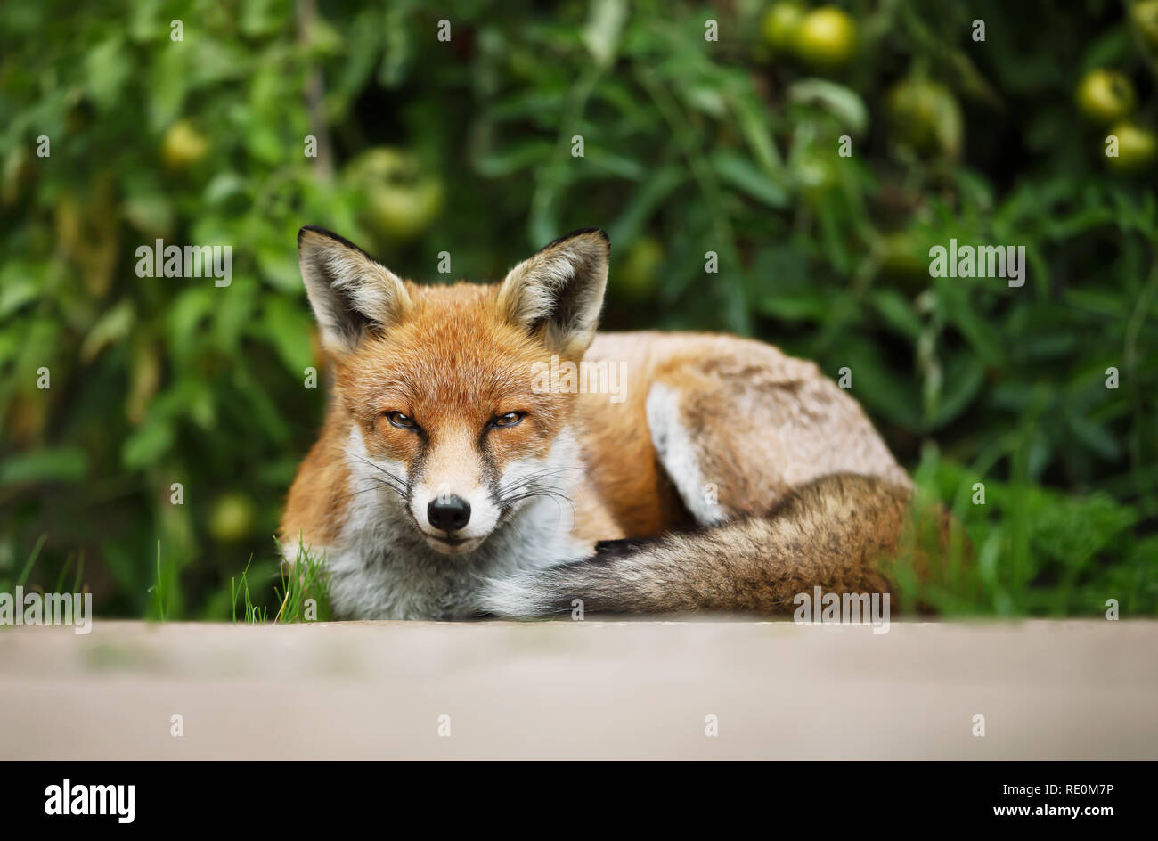 Red fox lying relaxed in the vegetable garden with tomato plants