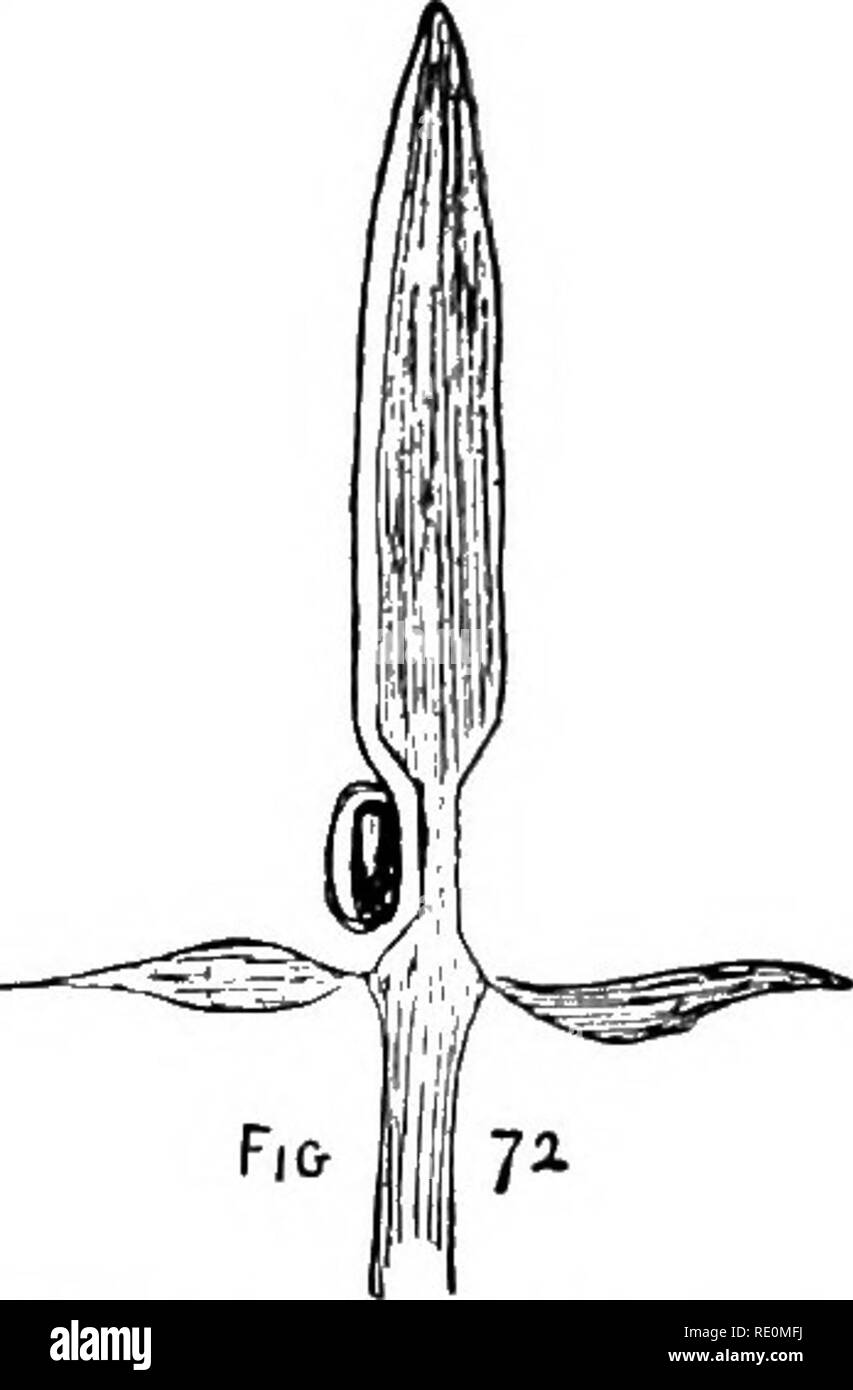 First Studies In Plant Life In Australasia With Numerous