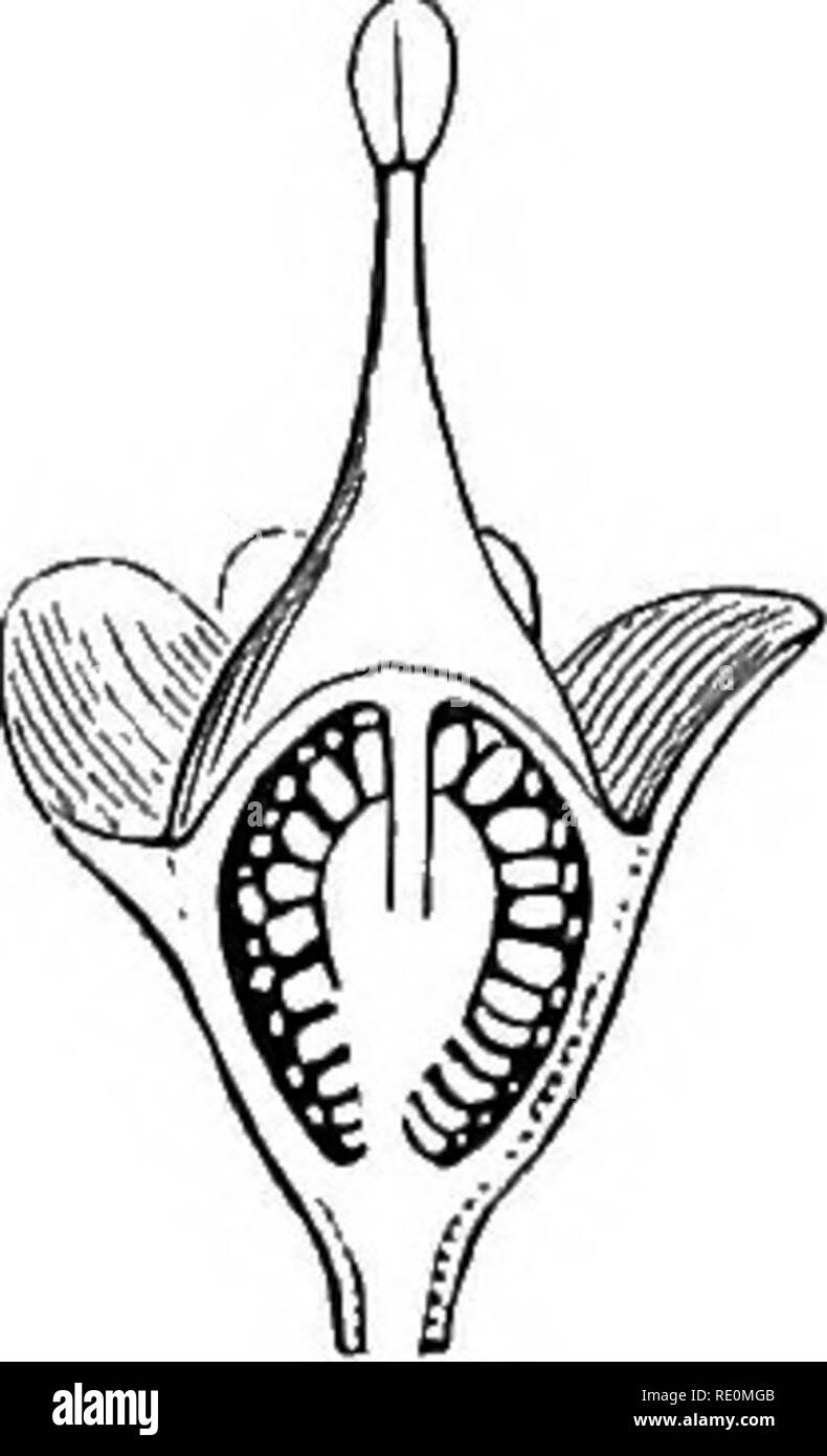 . A manual of botany. Botany. Fig. 428. Fig. 429.. Fig. 427. Vista of