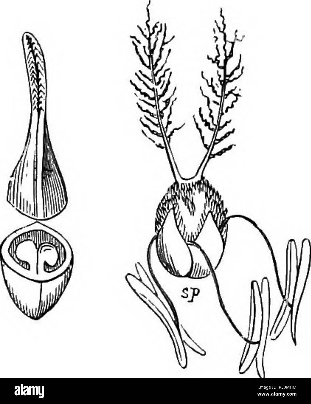 . A manual of botany. Botany. MORPHOLOGY OF REPRODUCTIVE ORGANS 189 monooarpellary ovary has two sutures, one which corresponds to the union of the margins of the lamina of the carpellary leaf, and is turned towards the axis of the plant; and another which corresponds to the midrib of the lamina, and is directed to- wards the floral envelopes or the circumference of the flower ; the former is called the ventral (fig. 399, •us), the latter the dorsal (ds) suture. The Pistil.—When the gynoecium is formed of but one carpel, as in the Broom {fig. 396) and Pea (fig. 406), it is, as we Fig. 400. Fig Stock Photo