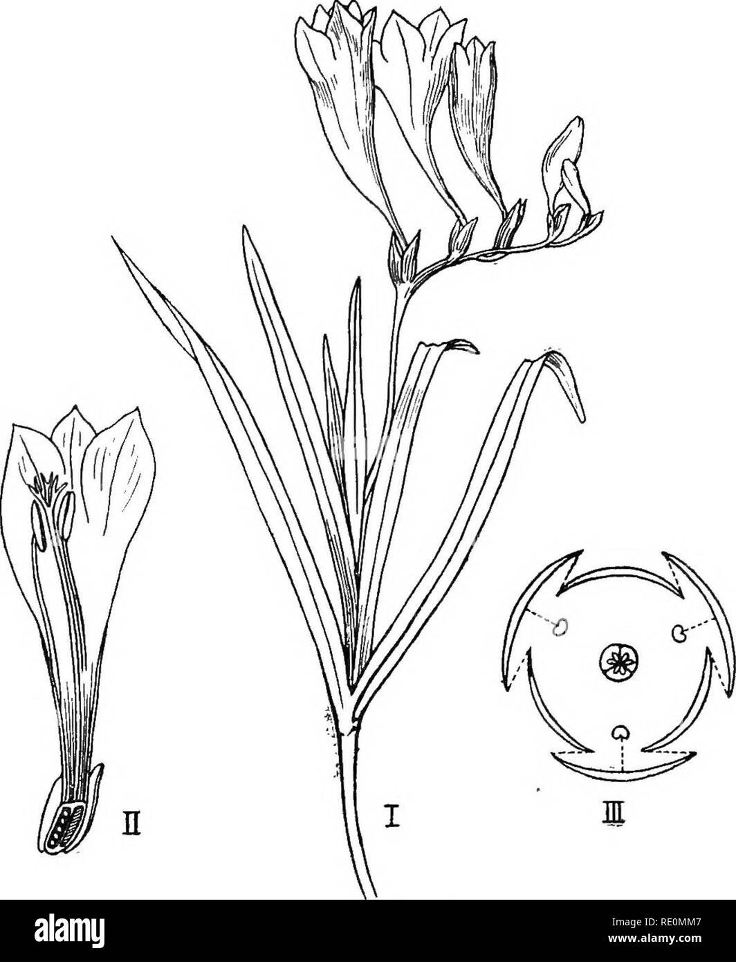. South African botany. Botany. CLASSIFICATION 199 Pollination.—Self- and Cross-pollination. Insects are attracted by the colour; honey is secreted by a sort of disc at the top of the ovary.. Fig. 112.—Freesia. I. Flowering Stem. II. Vertical Section. III. Floral Diagram. Other Genera.—Amaryllis (the Belladonna Lily), Haemanthus, Gethyllis (Kukumakranka), Galanthus, (the Snowdrop) Narcissus (Daffodil and Jonqnil). Please note that these images are extracted from scanned page images that may have been digitally enhanced for readability - coloration and appearance of these illustrations may not  Stock Photo