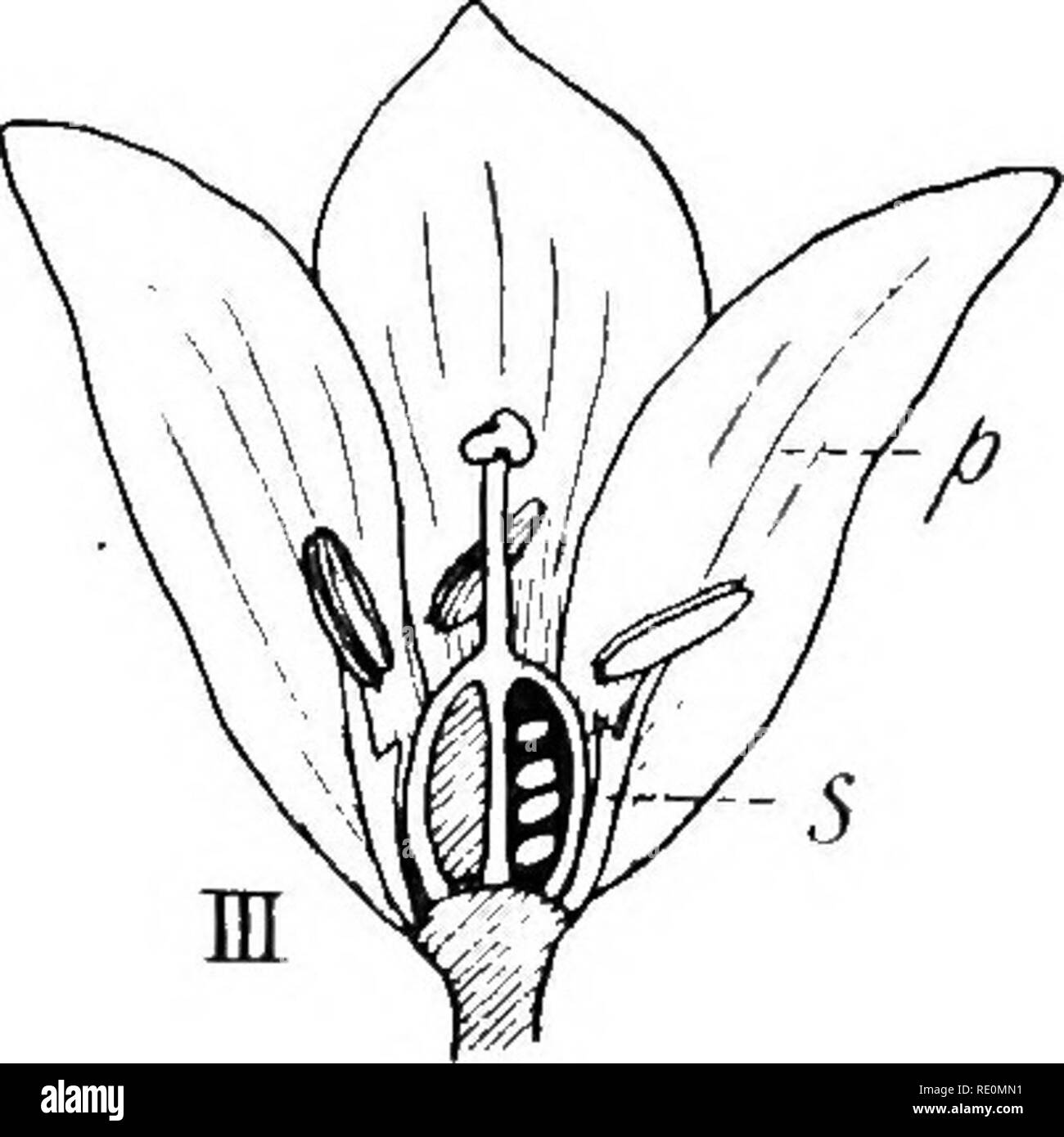 . South African botany. Botany. vm w -fiedicel -ftedujicle r   '^^''^ VI Pig. 110,—Ornithogalum. I. Inflorescence. II. One Flower (enlarged). III. Vertical Section (p. = petal, s. = stamen). IV. One Petal with Stamen [a. = fila- ment with nectary, 6. = anther). V. Ovary cut transversely. VI. Floral Diagram. Agapanthus.—This has large umbels of blue or white flowers, and is found wild in Cape Colony and in gardens in the Transvaal.. Please note that these images are extracted from scanned page images that may have been digitally enhanced for readability - coloration and appearance of these illu Stock Photo