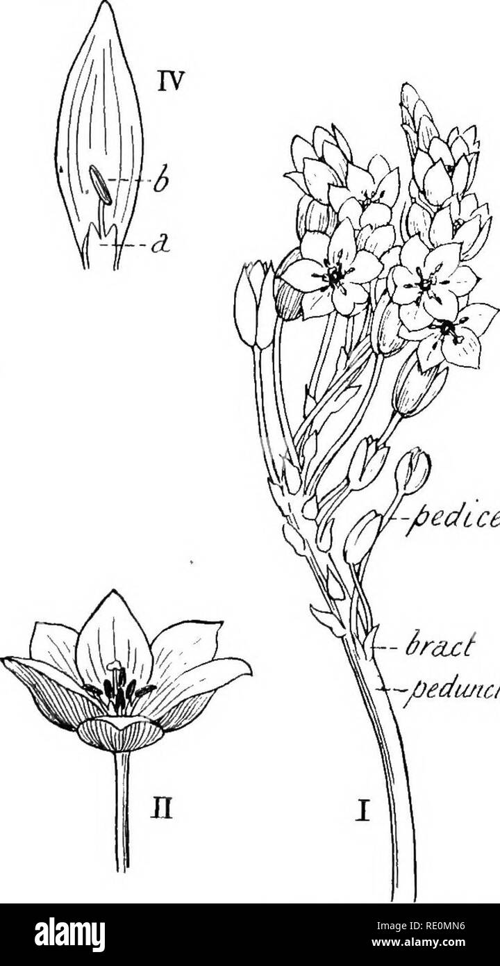 . South African botany. Botany. CLASSIFICATION 197 genus with dioecious flowers, also belonging to this order.. Please note that these images are extracted from scanned page images that may have been digitally enhanced for readability - coloration and appearance of these illustrations may not perfectly resemble the original work.. Storey, Francis W; Wright, K. London, New York, Longmans, Green Stock Photo