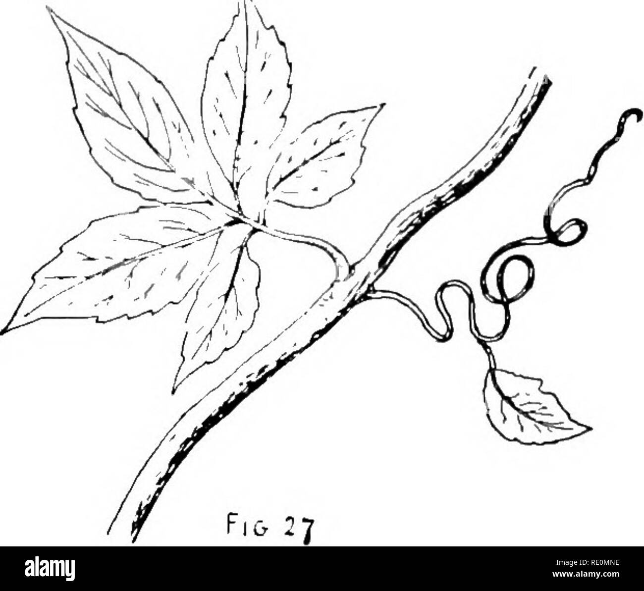 Featured image of post Climber Grapes Plant Drawing How to draw variety of trees and plants