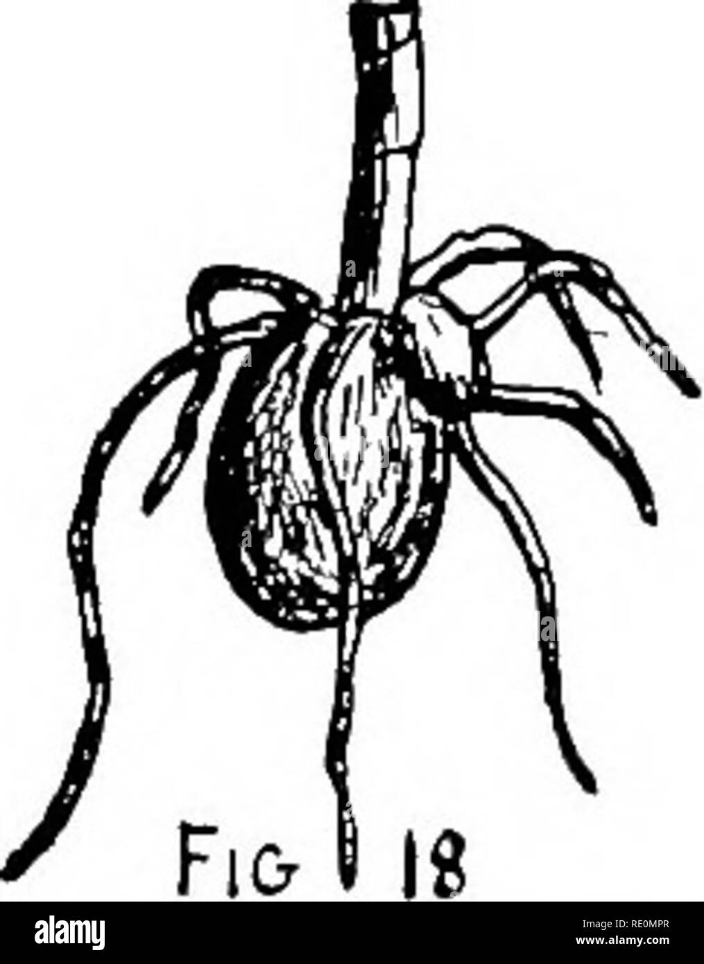 . First studies in plant life in Australasia, with numerous questions, directions for outdoor work, and drawing and composition exercises. Botany. THE ROOT 31 imitates the burying-beetle; for he covers the manure with soil, and thus prevents the sun from drying it up. He sends to lonely islands where bird-droppings have accumulated for ages, and brings home the guano for his fields. He buys bones from the butcher, and grinds them into dust, and scatters the bone-dust on his ground. 9. How Nature seeks fresh soil for her plants. But Nature has another plan for getting fresh food for the roots : Stock Photo