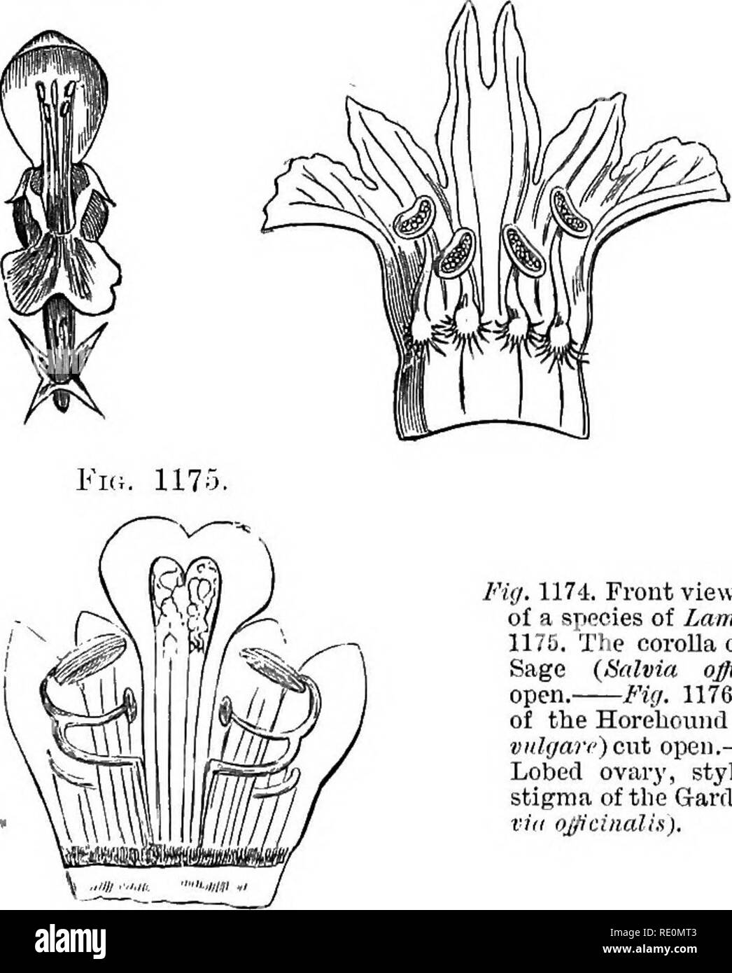 A Manual Of Botany Botany Fig 1172 Diagram Of The Flower Ol The White Dead Nettle Lamiiim Album Ficj 1173 Flower Of The Common Bugle Ajuf A Reptam Then Commonly Didynamous Or Very
