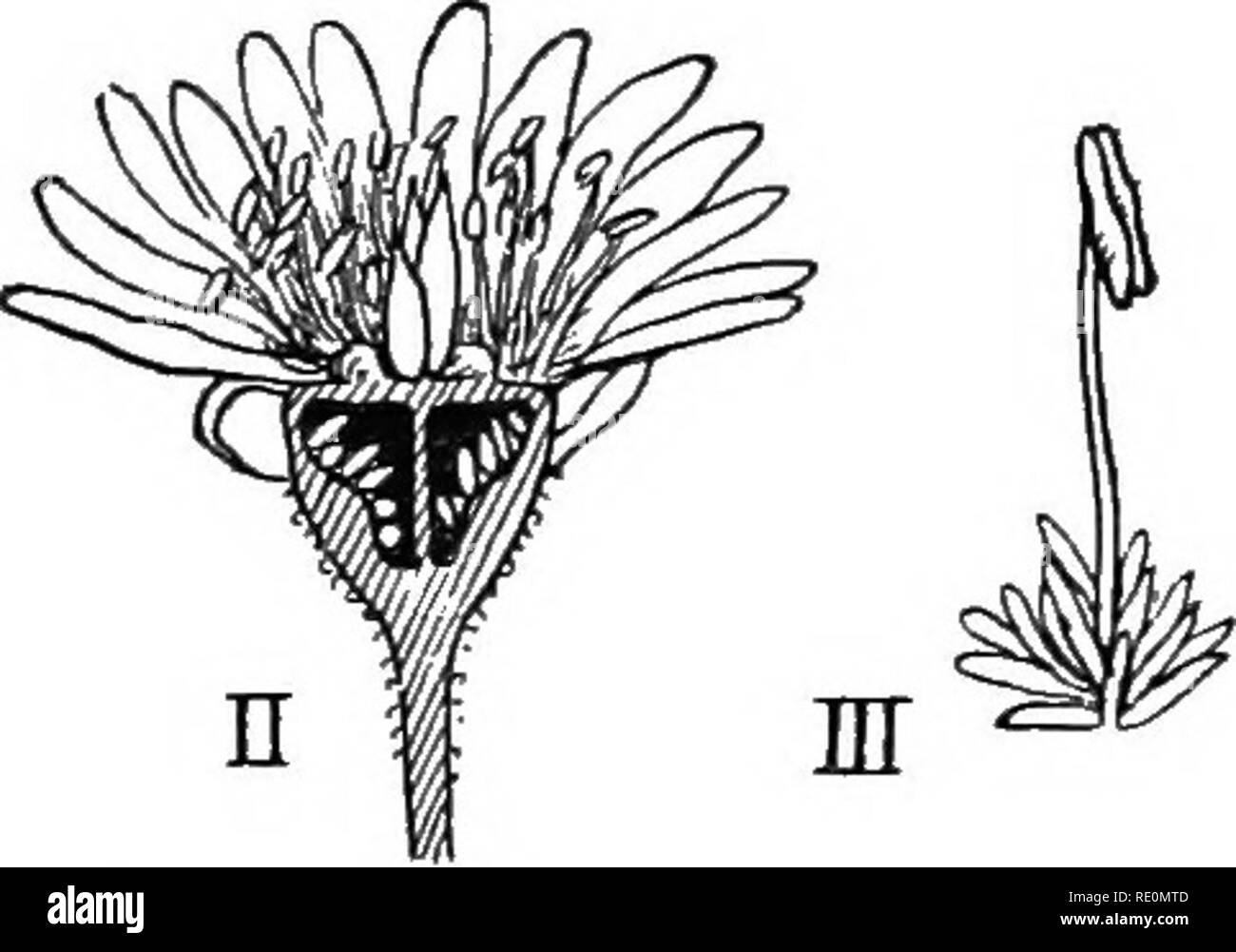 Mula mula flower Cut Out Stock Images & Pictures - Alamy