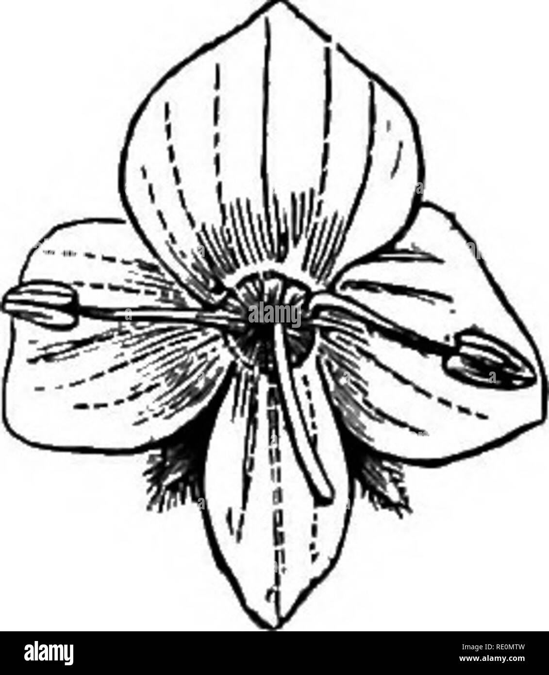 . A manual of botany. Botany. 394 MANUAL OF BOTANY induplicate. Stamens equal in number to the lobes of the corolla. Illustrative Genera :—Oestrum, Linn.; Solanum, Lirin. Sub-order 2. Ateope^.—^Estivation of the corolla imbricate, or some modification of imbricate. Stamens equal in number to the lobes of the corolla, one occasionally sterile. Illus- trative Genera:—Atropa, Linn.; Lycium, Linn. Distribution and Numbers.—They are scattered over most parts of the globe except the polar circles, but are most abun- dant in'tropical regions. This order, as defined above, contains about 1,120 species Stock Photo