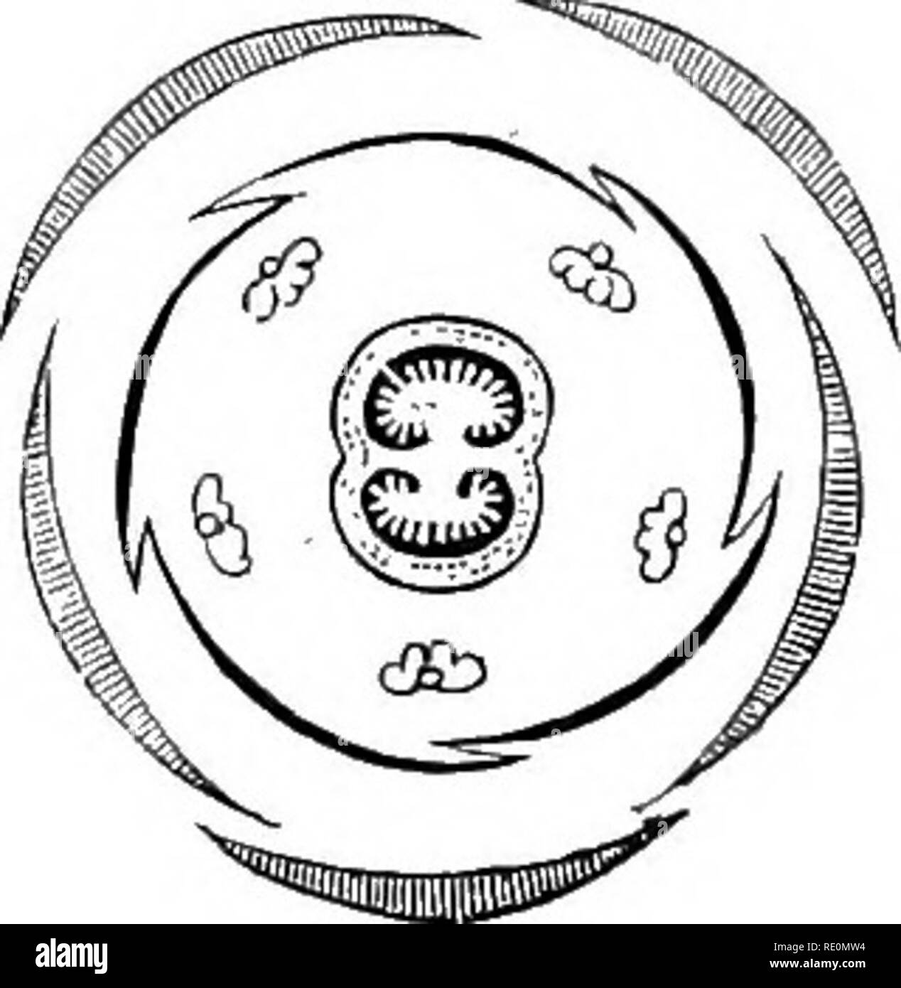 tobacco flower diagram A manual of botany. Botany. Fill. 1167. Yertical section of the flower of  Tobacco {Nii-n- haiia TahacuTn), Fiij. 1168. Diagram of the flower of the  same. hiscent or indehiscent, 2- or