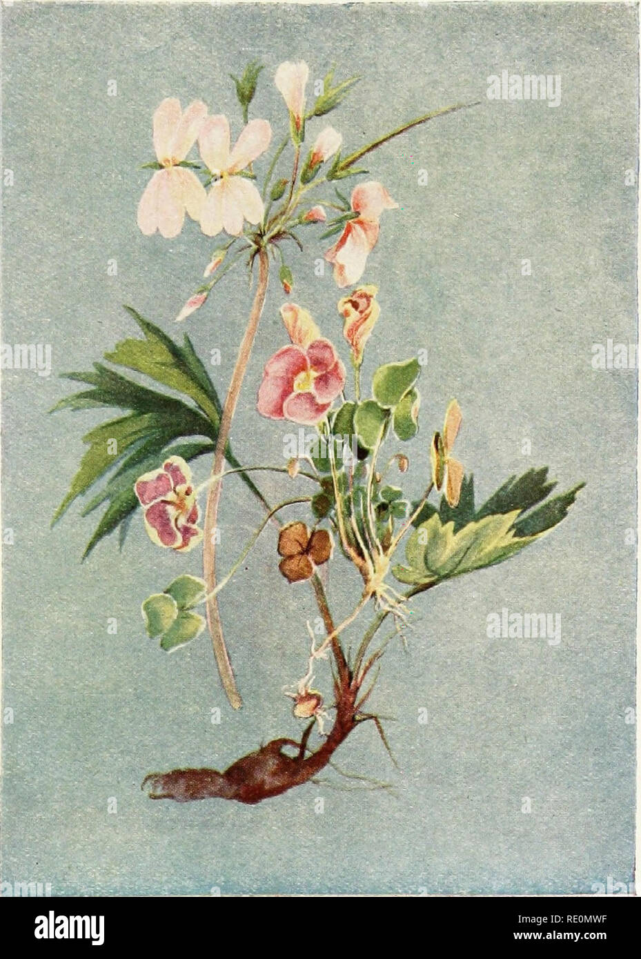 . South African botany. Botany. Wild Geranium (Geraniaceae) and Oxalis (Oxalidaceae).. Please note that these images are extracted from scanned page images that may have been digitally enhanced for readability - coloration and appearance of these illustrations may not perfectly resemble the original work.. Storey, Francis W; Wright, K. London, New York, Longmans, Green Stock Photo