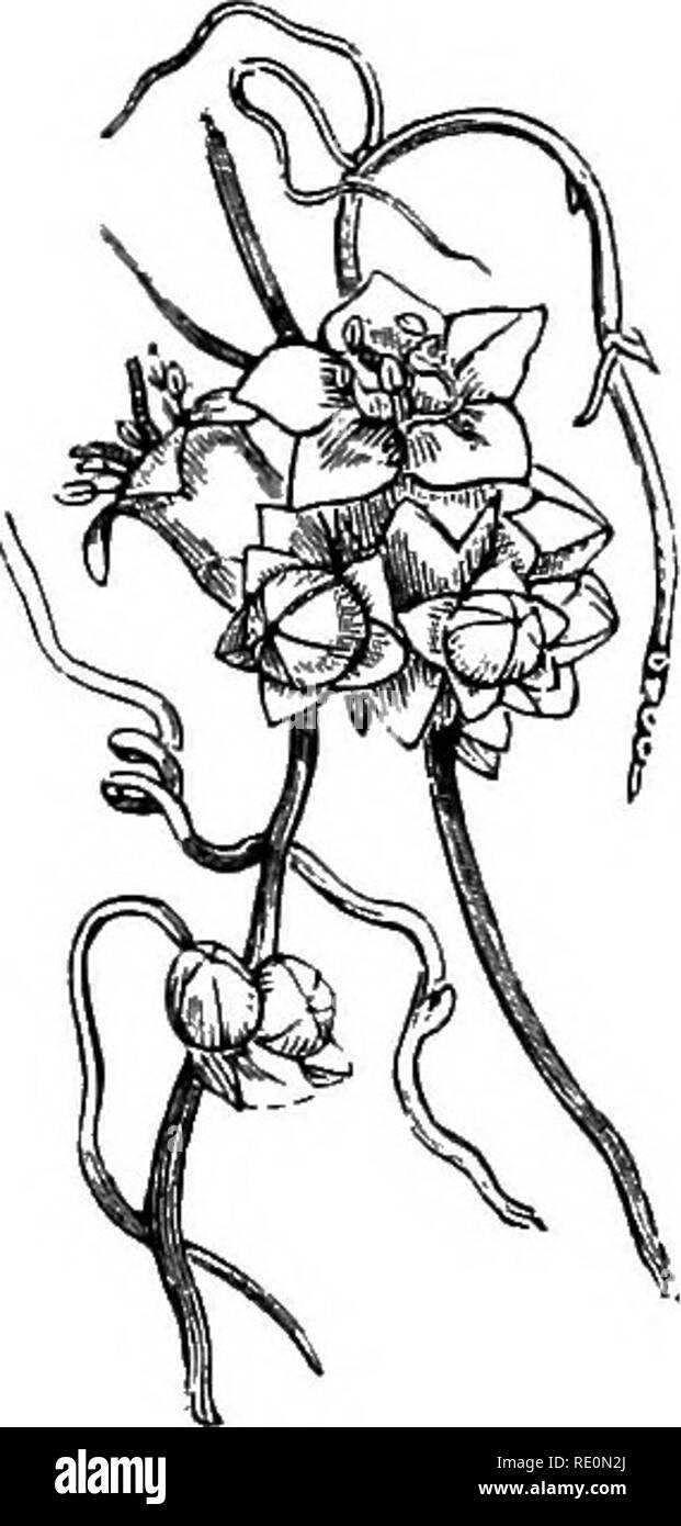 . A manual of botany. Botany. GENERAL MORPHOLOGY OF THE PLANT 25 because they commonly grow upon other plants. They have frequently also small roots of the ordinary type, which penetrate into cracks or crannies in the bark of the supporting plant, from which they absorb small quantities of food from the debris which accumulates there. Many of the tropical Orchids [fig. 33) and Tillandsias afford us illustrations of epiphytic plants. The aerial roots of such plants are frequently green and serve as organs of assimilation. The aerial roots of Orchids have also a layer of usually very delicate fi Stock Photo