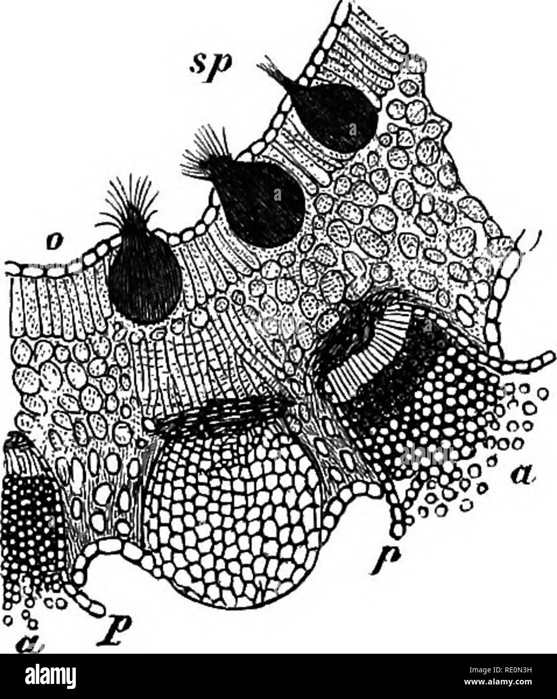 . A manual of botany. Botany. Fig. 851. Group of three uredospores, ui and one teleutospore, t, springing from mycelium &amp;h. Fig. 852. Section through leaf of the Barberry infested with Puccinia graminis. o. Epidermis of upper surface of leaf, sp. Spermogonia. p,p. Layers of cells (^ertrfmm), surrounding a, a, the fficidium fruits. After Sachs. same name. They produce spermatia in the same way as the latter. Upon the under surface large spherical bodies are formed (fig. 852), containing a hymenial layer of sterigmata which cut off from their apices a succession of spores known as CBcidiosp Stock Photo