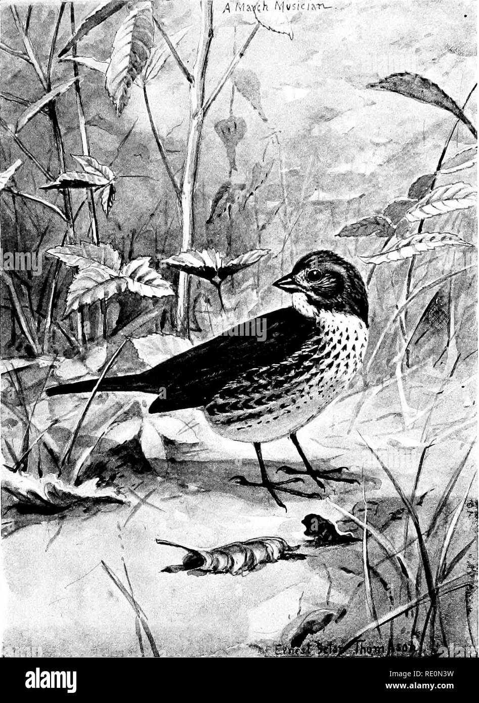 . Bird-life : a guide to the study of our common birds . Birds. I I A MM'ch ^|uslc|^T^^ ^5&gt;''i^^iÂ»&gt;â. Plate XLVII. FOX SPARROW. Length, 725 inches. Upper parts, wings, and tail bright reddish bi-nÂ«-n ; back and head mixed with a browner color ; under parts white and bright reddish brown. 189. Please note that these images are extracted from scanned page images that may have been digitally enhanced for readability - coloration and appearance of these illustrations may not perfectly resemble the original work.. Chapman, Frank M. (Frank Michler), 1864-1945; Seton, Ernest Thompson, 1860-19 Stock Photo