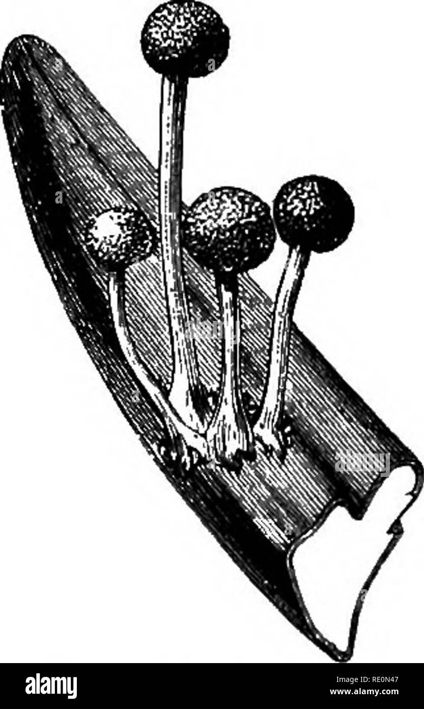 . A manual of botany. Botany. riff. 843. Young sclerotium, c, of Claviceps growing up and supplanting the old sphaoelia, sph. Fig. 844. Section throngli the junction of the sphacelia with the sclerotium ol Claviceps, showing formaticn o£ gonidia. Fig. 845. Fig. 846.. Please note that these images are extracted from scanned page images that may have been digitally enhanced for readability - coloration and appearance of these illustrations may not perfectly resemble the original work.. Green, J. Reynolds (Joseph Reynolds), 1848-1914. London, J. &amp; A. Churchill Stock Photo