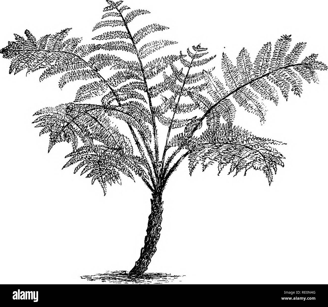 A manual of botany. Botany. GENERAL MORPHOLOGY OF THE PLANT 9 arranged in  strings or filaments ; in others tliey form flat plates; in yet others they  constitute masses of great