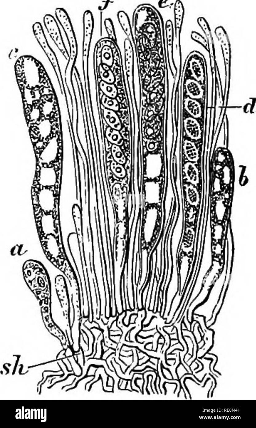 . A manual of botany. Botany. Fig. 840.. Fig. 841. Fig.SiB. Development of the cleistothecium of EuroHum. a. Pollinoaium. 6. Carpogonium. c. The carpogonium beginning to form asoi. After Kny. Fig. 839. Mature cleistothecium of Burotium. e. Wall. d. Asci containing ascospores. After Kny. Fig. 840. Hymenial layer of the mycelium or hyphie of Peziza convexula. a, &amp;, c, d, e, f. Successive stages of development of the asci and ascospores intermixed with slender para- physes. After Sachs. Fig. 841. Perithecium of Peziza (natural size), with section showing hymenial layer (slightly magnified). A Stock Photo