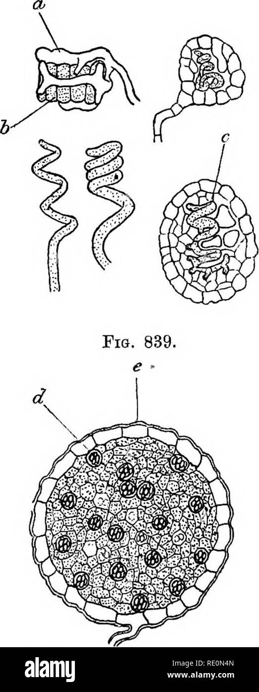 . A manual of botany. Botany. 84 MANUAL OF BOTANY apothecium. Hyphse from the sterile tissue are interwoven with the filaments from the carpogonium, so that the apothecium is derived from both. The surface layer of the apothecium is Fig. 838. Fig. 840.. Please note that these images are extracted from scanned page images that may have been digitally enhanced for readability - coloration and appearance of these illustrations may not perfectly resemble the original work.. Green, J. Reynolds (Joseph Reynolds), 1848-1914. London, J. &amp; A. Churchill Stock Photo