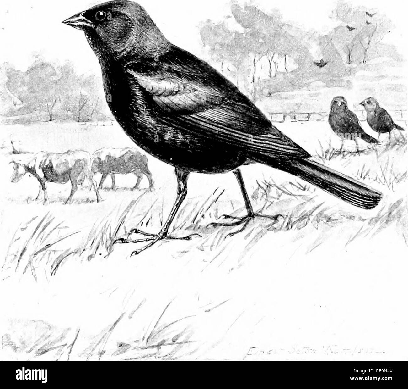 . Bird-life : a guide to the study of our common birds . Birds. Plate XL. COW BIRD. Length, 7&quot;ii0 inches. Male, head and neek all aroiiiid darlc (.'offee-brnu-n ; rest of ijluuiagL' flossy greenish black. Frinale, dirty brownish gray ; throat whitish. 175. Please note that these images are extracted from scanned page images that may have been digitally enhanced for readability - coloration and appearance of these illustrations may not perfectly resemble the original work.. Chapman, Frank M. (Frank Michler), 1864-1945; Seton, Ernest Thompson, 1860-1946. New York : D. Appleton Stock Photo