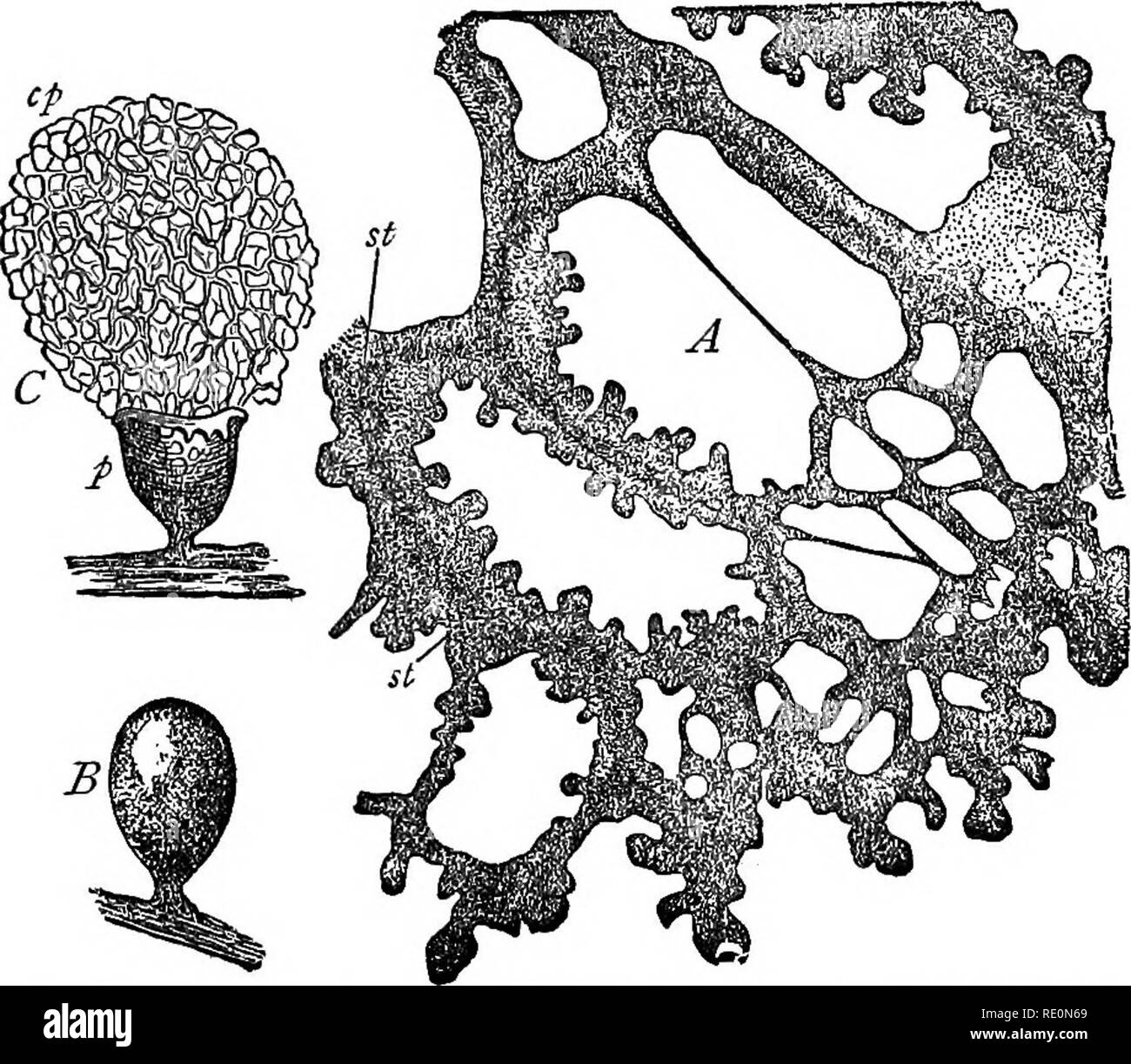 . A manual of botany. Botany. 68 MANUAL OF BOTANY interlacing filaments, or hypJim, with no separating transverse walls, but with many nuclei embedded in the protoplasm which lines them. This network of hyphse, which is characteristic of most fungi, is known as the mycelium. Often the mycelium is septated into segments, each of which is a small coenocyte. In one group, the Myxomycetes, the plant body is a plasmodium {fig. 818), consisting of an aggregation of cells which possess no cell-walls, but are capable of amceboid movements. The Plasmo- dium is of course a form of ccenocyte. Fig. 818..  Stock Photo
