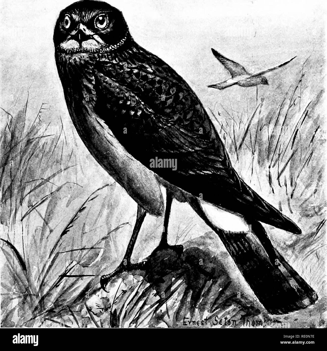 . Bird-life : a guide to the study of our common birds . Birds. Plate XV. MARSH HAWK. Leng-th, 2000 inches. Adult male, upper parts graj'; under parts white with rusty spots ; upp-^r tail-coverts white. Adult female and young, upper parts black and rich rusty ; under parts rich rusty and black ; upper tail- coverts white. 119. Please note that these images are extracted from scanned page images that may have been digitally enhanced for readability - coloration and appearance of these illustrations may not perfectly resemble the original work.. Chapman, Frank M. (Frank Michler), 1864-1945; Seto Stock Photo