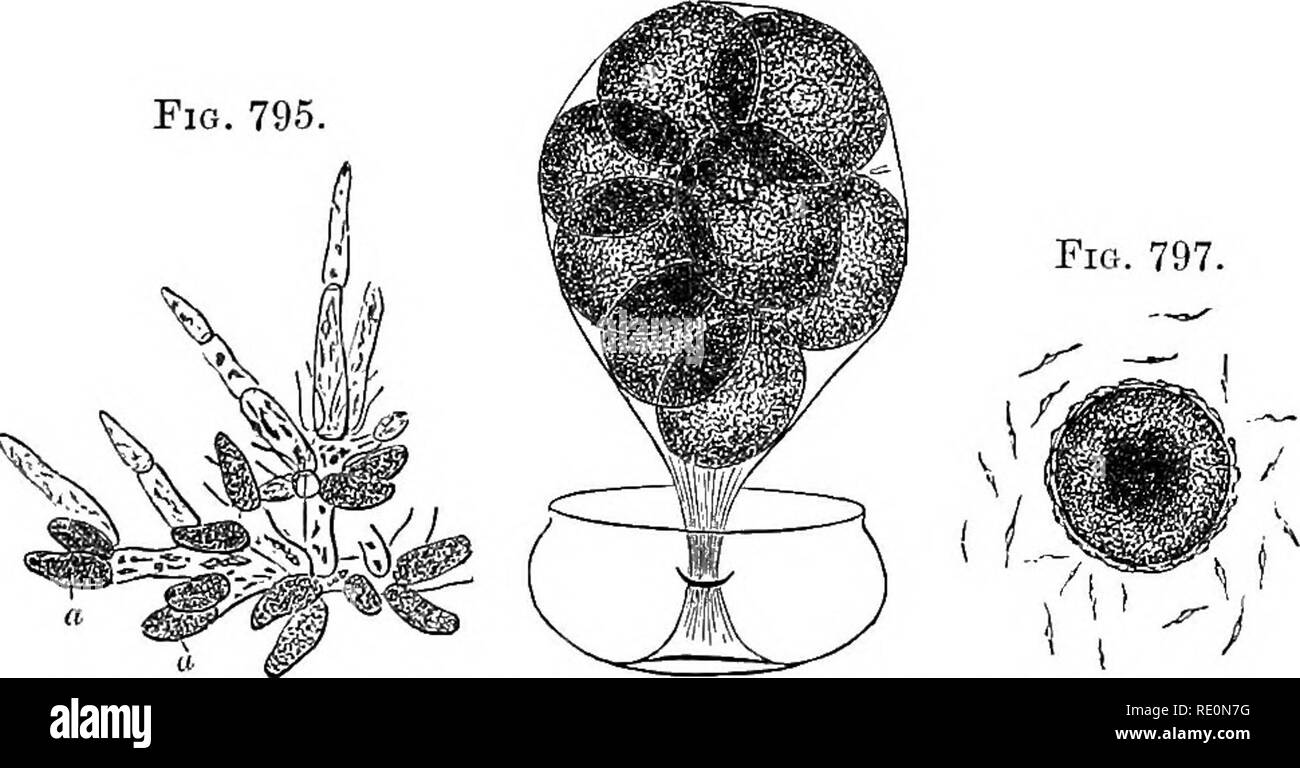 . A manual of botany. Botany. Fig. 796. Fig. 795 Pig. 797.. Fig. 794. Vertical section of a female conceptacle of Fncus vesicttloms con- taining oogonia and paraphyses. After Thuret. Fig, 795. Antheridia, a, a, on tlie branched hairs of the male conceptacle. After Thuret. Fig. 796. Oogonium with the oospheres fully separated, and disengaging themselves from their coverings. After Thuret, Fig. 797. An oosphere without a cellulose coat being fertilised by antherozoids so as to form an oospore. These cavities contain only paraphyses, vrhich are of greater length than those in the fertile concepta Stock Photo