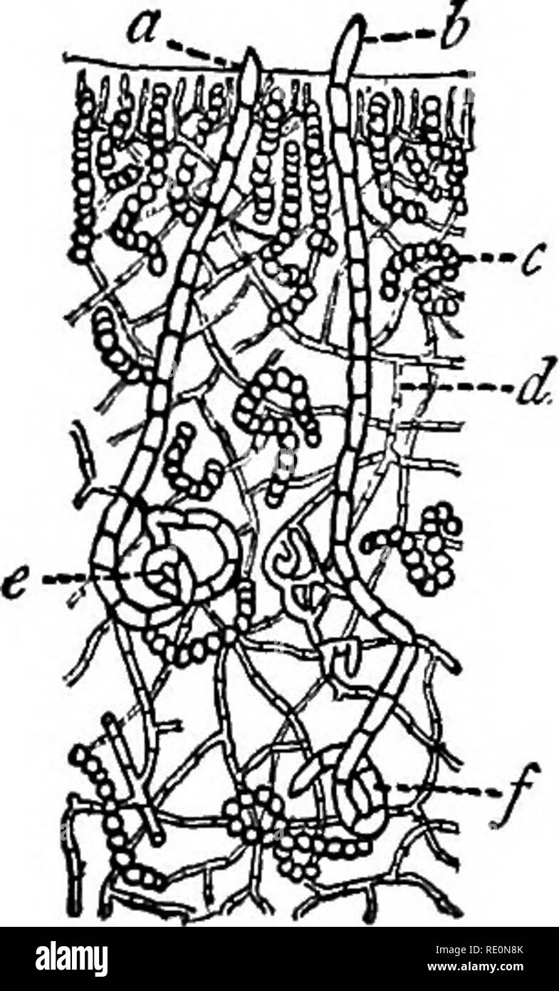 . A manual of botany. Botany. THALLOPHYTA 33 single cells of the surface. In the Fungi the differentiation into antherozoids, with one doubtful exception, does not take place, and the male organ is only a swoUen cell or branch of a hypha, containing usually undifferentiated protoplasm. In most oases the antherozoids are ciliated and consequently motile; in certain groups of both Algas and Fungi they are non-motile. In this case they become sooner or later clothed with a cell-wall. The female organ is usually an oogonium (fig. 782) consist- ing of a single cell, often carried on a stalk, and co Stock Photo