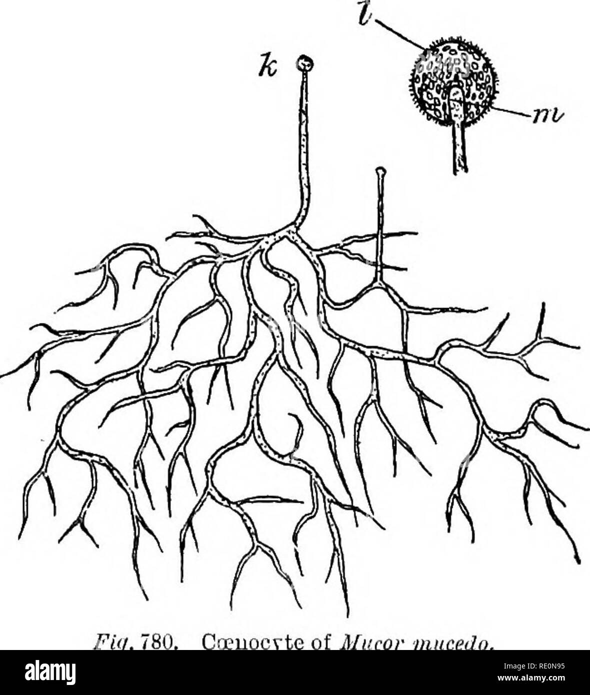 Coenocyte hires stock photography and images Alamy
