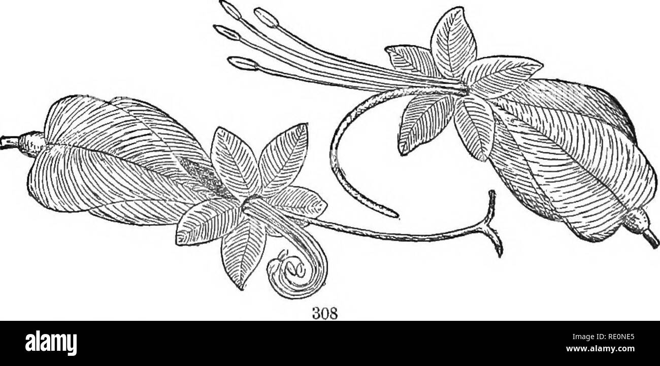 . The elements of botany embracing organography, histology, vegetable physiology, systematic botany and economic botany ... together with a complete glossary of botanical terms. Botany. gigantic Teak-tree of India {Tectona grandis), furnishes a yellowish, durable wood, much used in ship building. Fig. 307. Cedronella, an ornamental plant. Fig. 308, Clcrodendron Thompsonice.. Please note that these images are extracted from scanned page images that may have been digitally enhanced for readability - coloration and appearance of these illustrations may not perfectly resemble the original work.. K Stock Photo