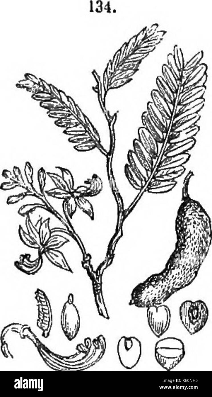 . A history of the vegetable kingdom; embracing the physiology of plants, with their uses to man and the lower animals, and their application in the arts, manufactures, and domestic economy. Illus. by several hundred figures. Botany; Botany, Economic; 1855. THE TAMARIND. 863 CHAP. XXXVII. TROPICAL FRXHTS. The Tamaeind, C Tamarindm Indica). Nat. ord. Leguminosoe, Linn. MonodelpUa triandria.. f^W© The Taraariud. The name is of Arabic origin, Tamar- This tree is a native of Arabia and Egypt, and of the East and West Indies. It is a large, spreading, and beautiful tree; the leaves are abruptly pin Stock Photo