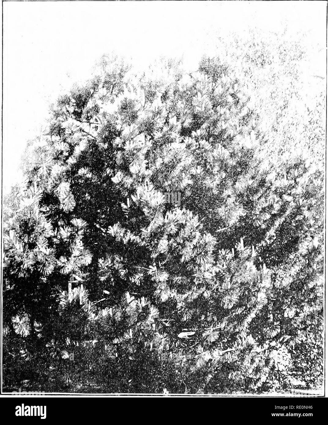 Evergreen pine tree brown branches Black and White Stock Photos ...