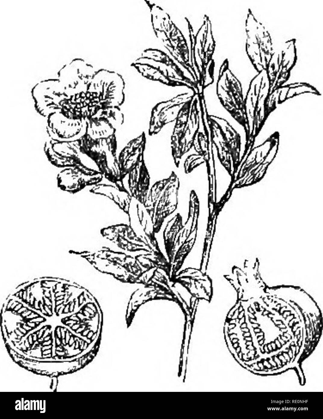 . A history of the vegetable kingdom; embracing the physiology of plants, with their uses to man and the lower animals, and their application in the arts, manufactures, and domestic economy. Illus. by several hundred figures. Botany; Botany, Economic; 1855. The Llrae. odorous rind, enclosing an acid juice. It is a native of Asia, hut has long been common in the West Indies, where it is raised both for its fruit and for fences. The juice of the lime is by some preferred to that of the lemon, and, it is used for similar purposes. The following varieties are grown in the London nurseries: the com Stock Photo