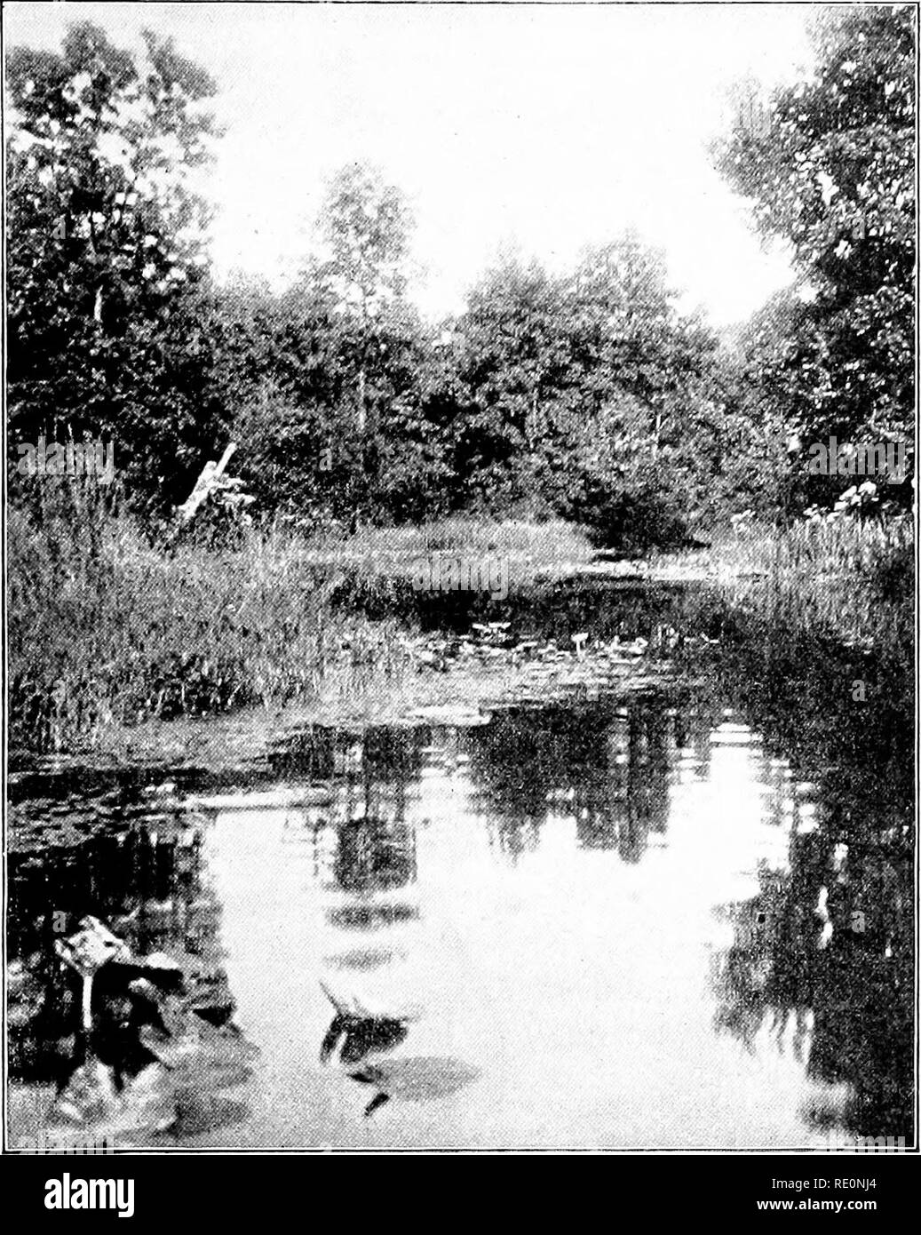 . Elementary botany. Botany. ZONAL DISTRIBUTIOiY OF PLANTS. 407 overhanging willows. On the left, pond-weeds (Potamogeton natans) and the yellow water lily, or spatter-dock (nuphar),. Fig. 500. Yellow water lily on jutting ann in stream. {Photograph by the author.) float their leaves and flowers on the quiet water, while the small yellow flowers of the mud plantain (Heteranthera graminifolia) glitter in the sunlight. The arrow-leaf (Sagittaria heterophylla,. Please note that these images are extracted from scanned page images that may have been digitally enhanced for readability - coloration a Stock Photo