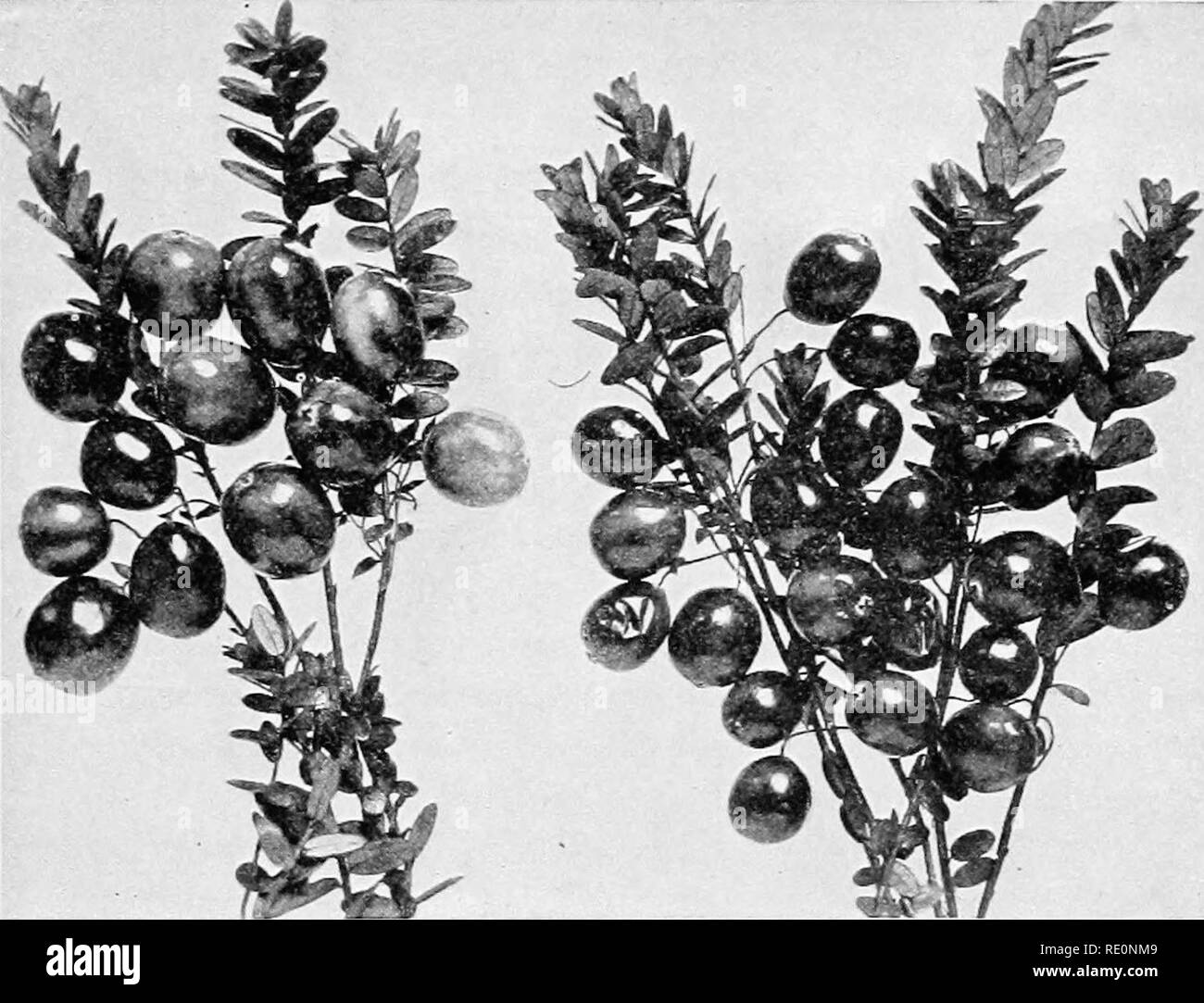 . College botany; structure, physiology and economics of plants. Botany. DICOTYLEDONOUS PLANTS 373 AscLEPiADACE,^ (Milkweed Family).— Herbs, with milky juices; flowers perfect; pollen in waxy or gi-anular masses; fruit a large, follicular pod containing seeds frequently with feathery development for scattering. This family is represented by the common milkweeds (Asclepias). CoxvoLVULACE^ (Morning-glory Family).—Herbs, usually. Fig. 216.—Cranberries. climbing or trailing; leaves alternate; inflorescence solitary or in one-sided scorpioid cymes, axillary or terminal; flowers per- fect, usually r Stock Photo