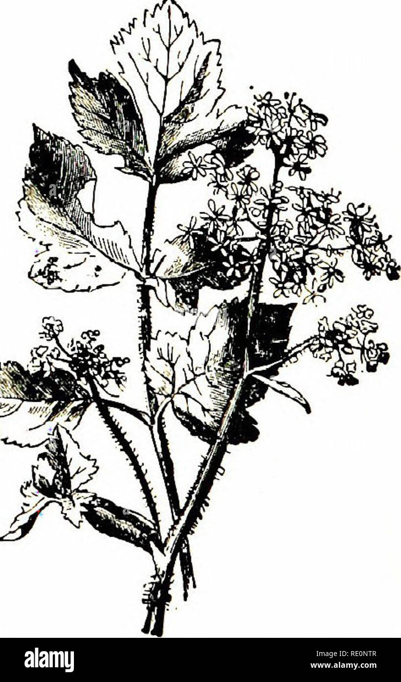. Flowers of the field. Botany. Pastinaca Sativa (Common Parsnip) 26. Heracleum (Cow-parsnip) I. H. sphondylium (Common Cow- parsnip, Hog-weed).—A very tall and stout plant, with a channelled, hairy stem, 4-6 feet high, large, irregularly cut, rough leaves, and spreading umhels of conspicuous white flowers. In spring the plant is remarkable for the large oval tufts formed by the sheathing base of the stem-leaves, which contain the d3 flower-buds. This, with many other ' umbelliferous plants, is often con- founded by farmers with Hemlock, and great pains are taken to eradicate it ; but cattle  Stock Photo