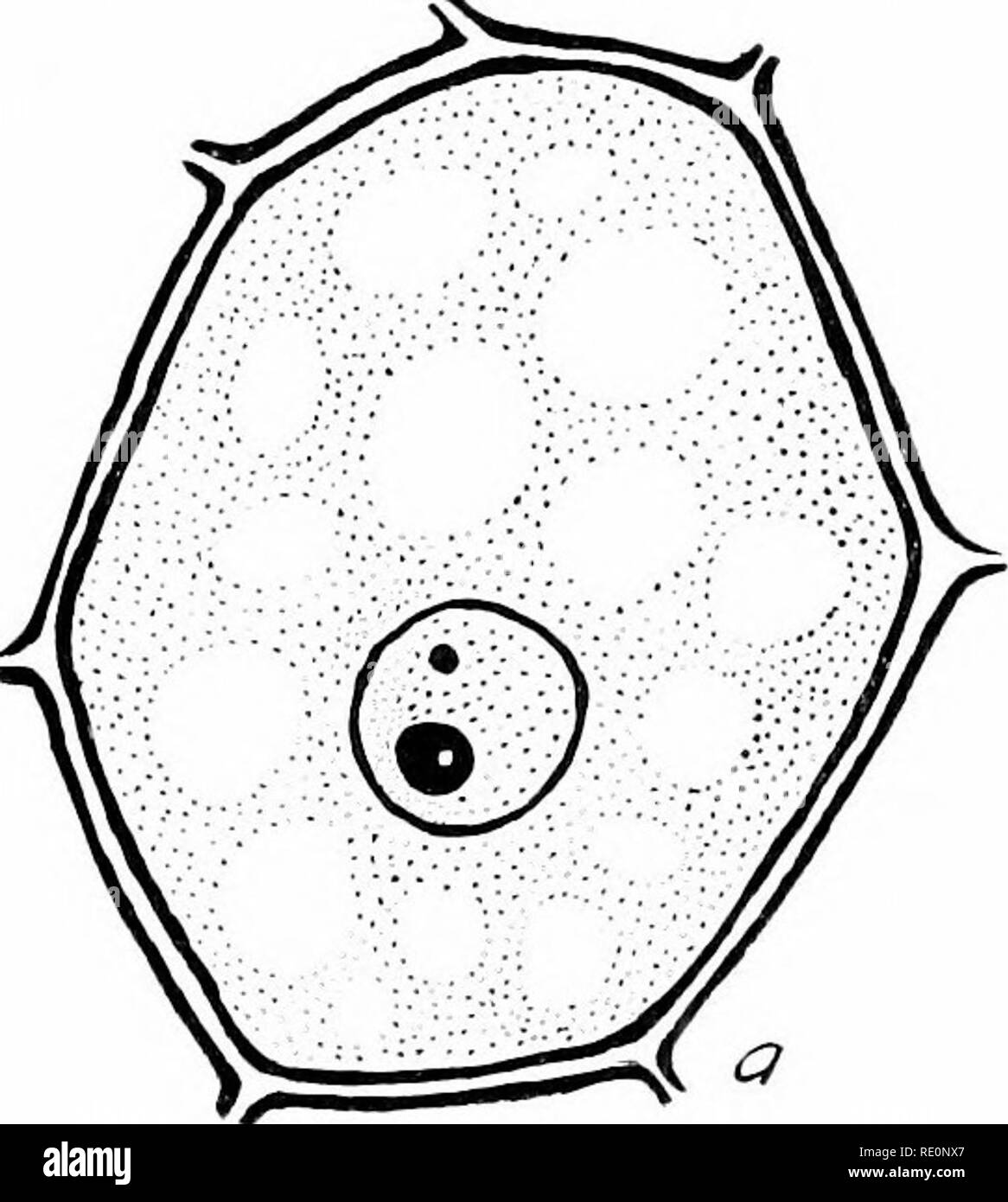Plant Cell In Black And White / Plant Cell Physiology Sciencedirect - Maybe you would like to learn more about one of these?