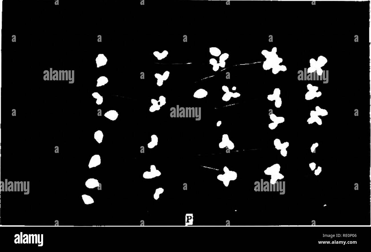 . Practical physiology of plants. Plant physiology; 1894. CH. Ill] LEMNA. 57 amount of increase in a given time can be made by counting the fronds; thus in fig. 10 the culture 8 which has about 21 fronds consisted originally of six separate fronds, as shown in culture W. We grow the Lemna in narrow cylinders containing 300 c.c. of fluid; if the cylinders are darkened by black card- board covei-s the cultures keep reasonably free from algse. Fig. 10 gives the result of an experiment carried on in a greenhouse in the winter. Three jars 8, K, W, were prepared, in each of which six fronds were pla Stock Photo